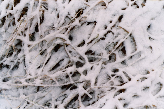 Photo of The Harsh Beauty of Winter
