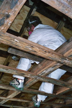 Paul in the rafters - all the black wood is molded - Click for a larger image Paul in the rafters - all the black wood is molded - Click for a larger image