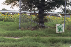 Sunflowers planted by Common Ground in a schoolyard - Click for a larger image