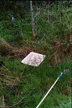 Photo of Our Willow Wetland - Click for a larger image