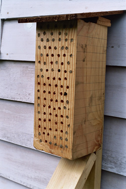 Photo of Orchard Mason Bees - Click for a larger image