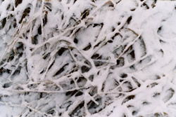 Photo of The Harsh Beauty of Winter - Click for a larger image Photo of The Harsh Beauty of Winter - Click for a larger image